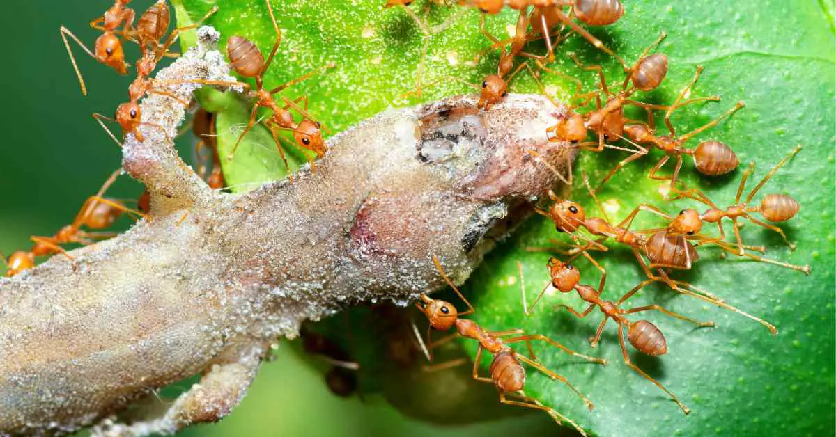Can Ants Kill Geckos?