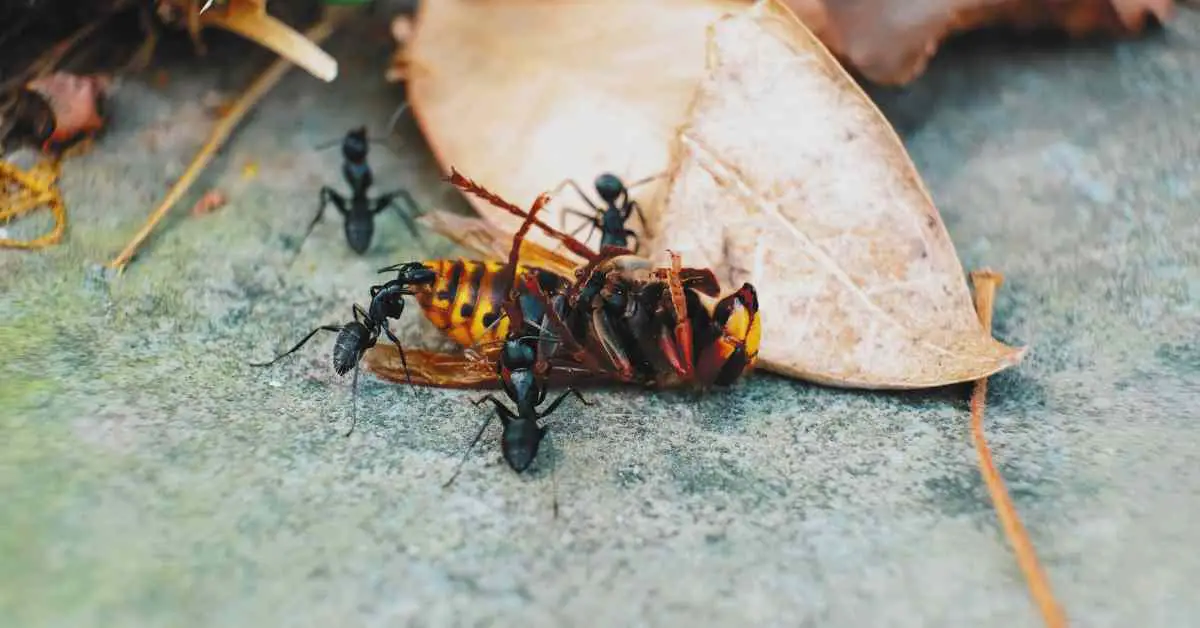 Can Ants Kill Hornets?