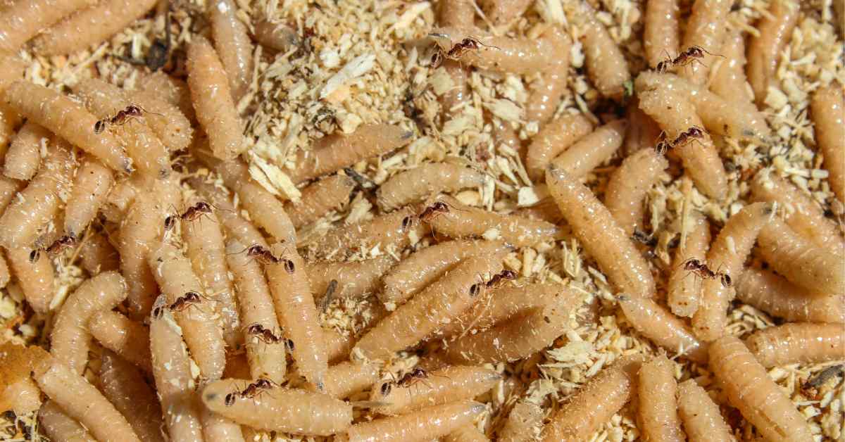 Can Ants Kill Maggots?