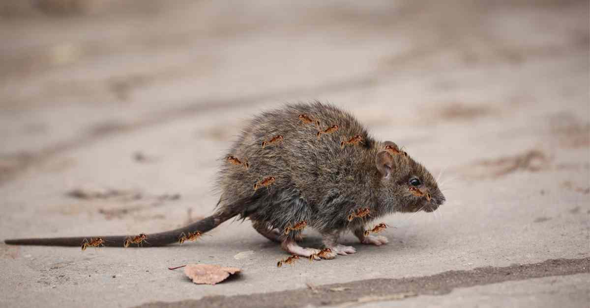 Can Ants Kill Mice?