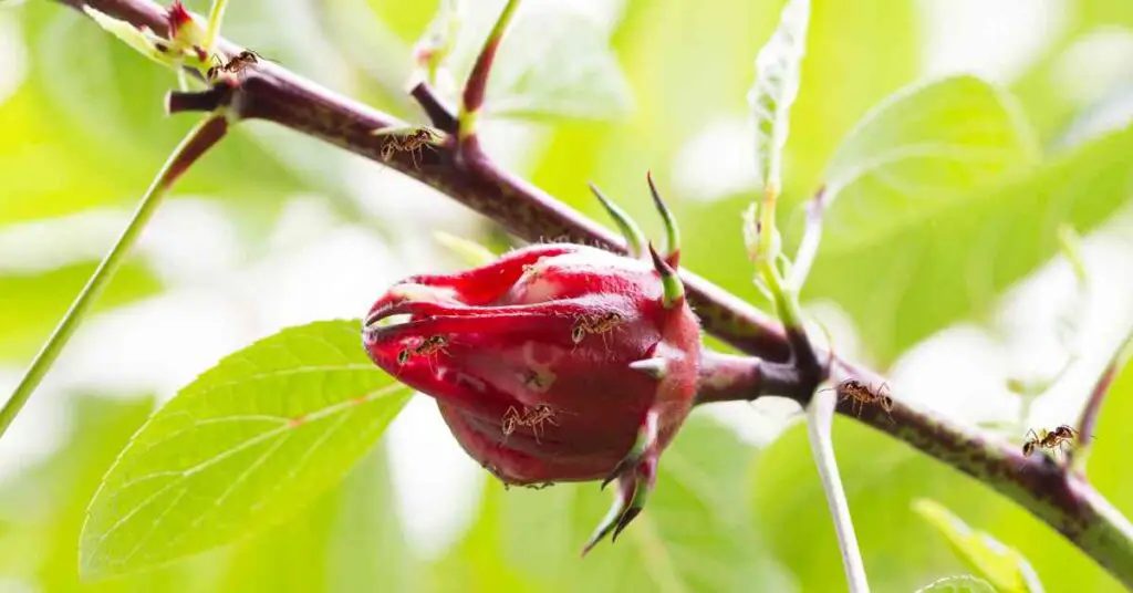 Can Ants Kill My Hibiscus Plant? (Explained)