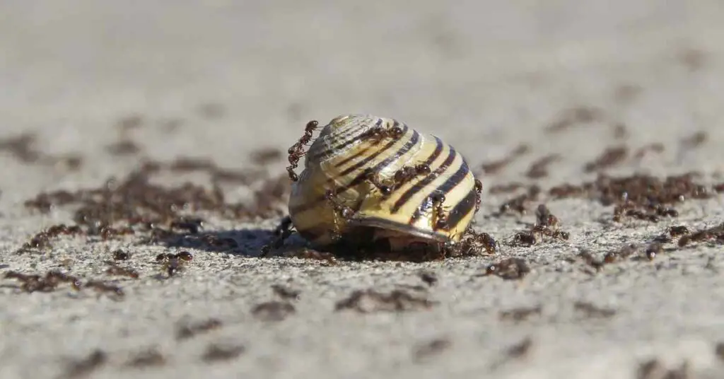 Can Ants Kill Snails? (Explained)