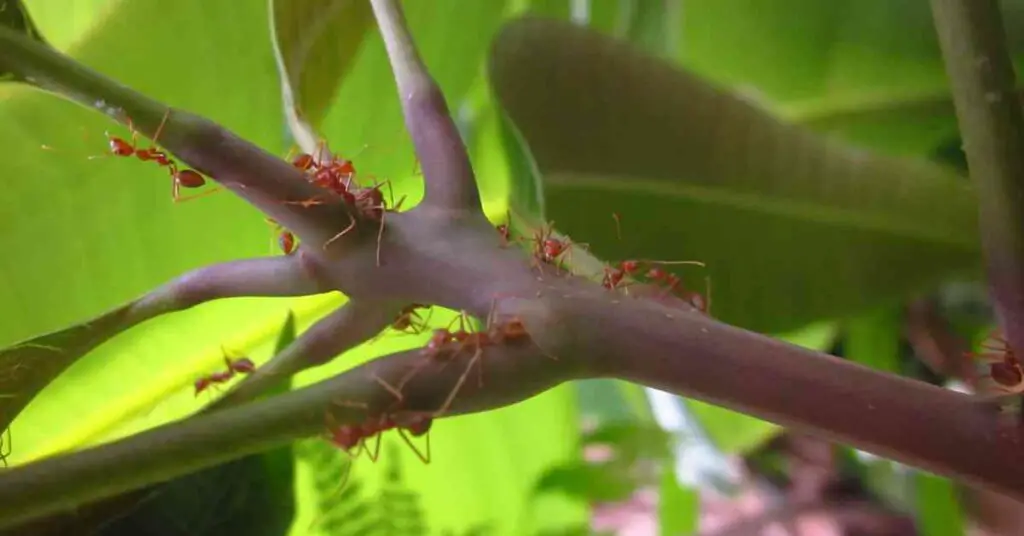 Can Ants Kill a Japanese Maple? (Explained)