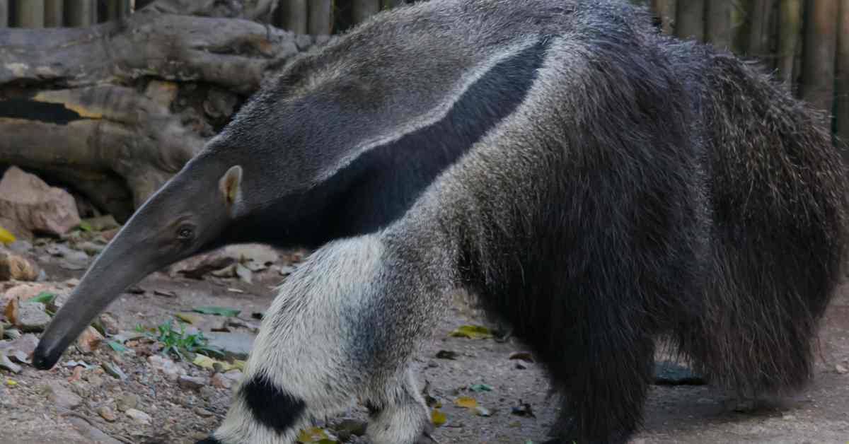 Can Ants Kill an Anteater?