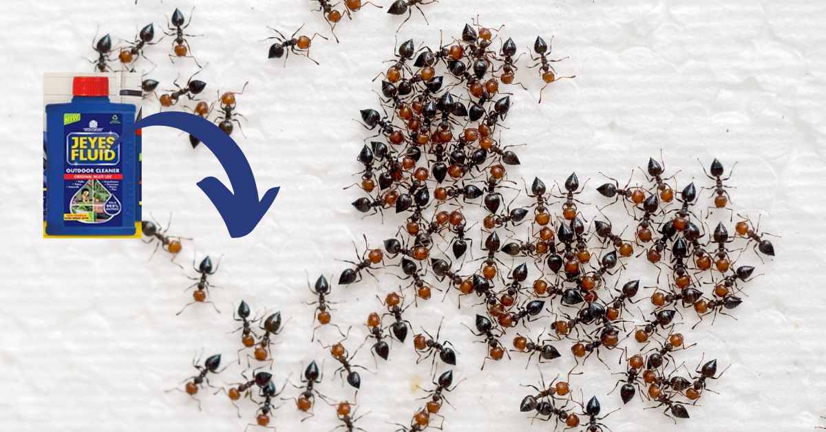 Can Jeyes Fluid Kill Ants?