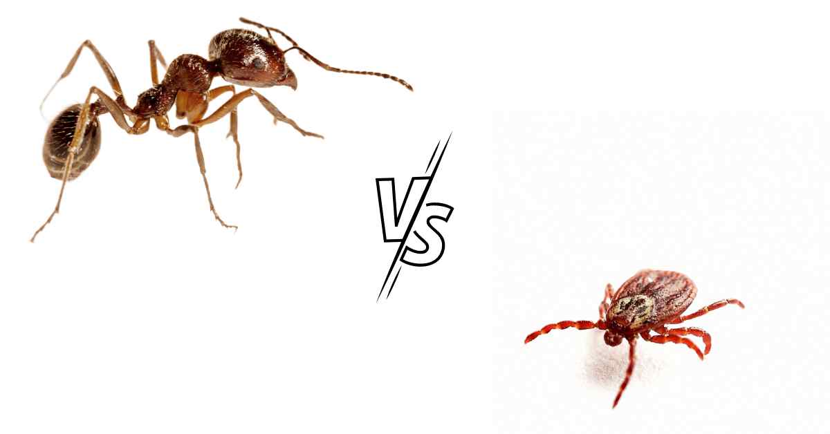 Do Ants Eat Ticks?