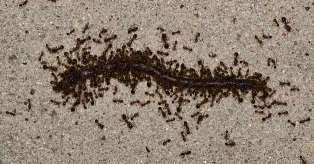 Do Ants Kill Earthworms? (Explained)