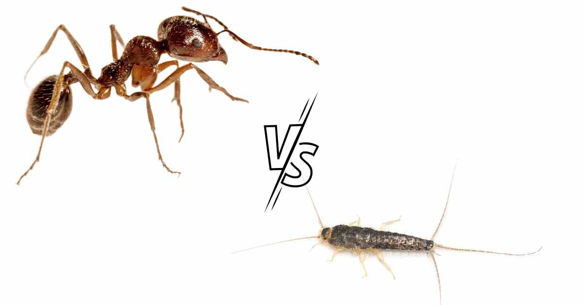 Do Ants Kill Silverfish?