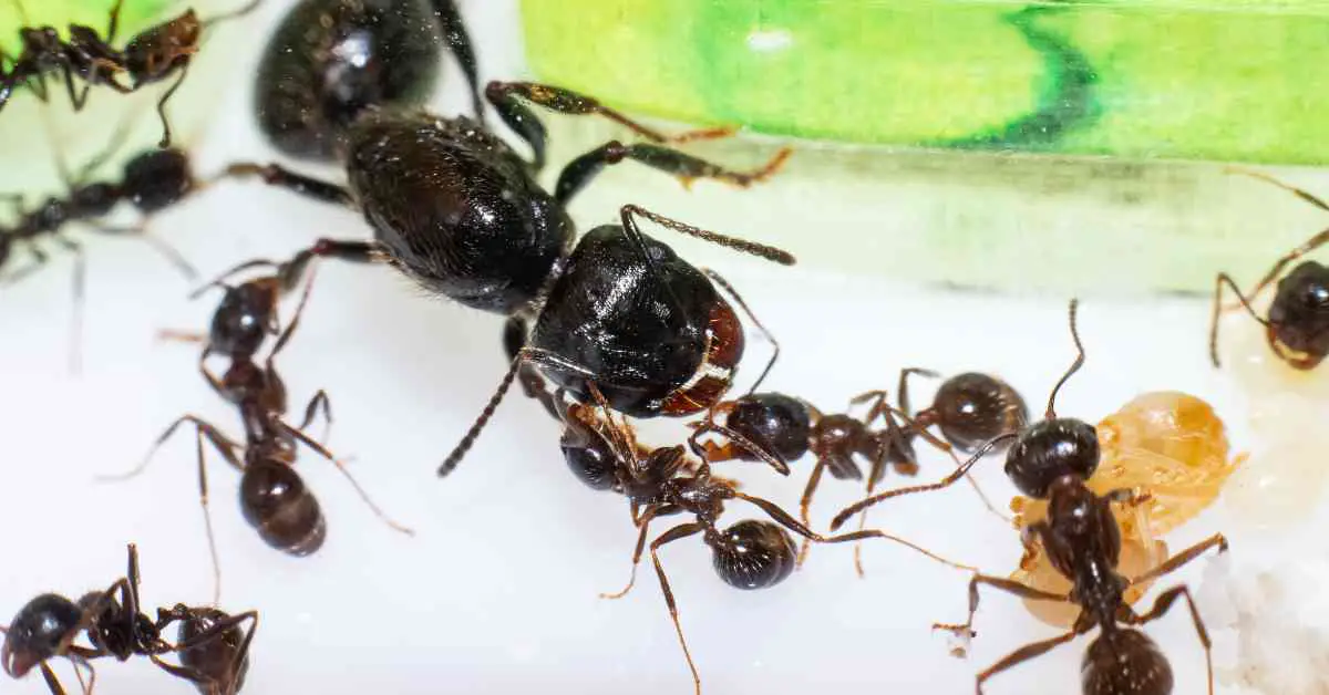 Do Ants Kill Their Queen?