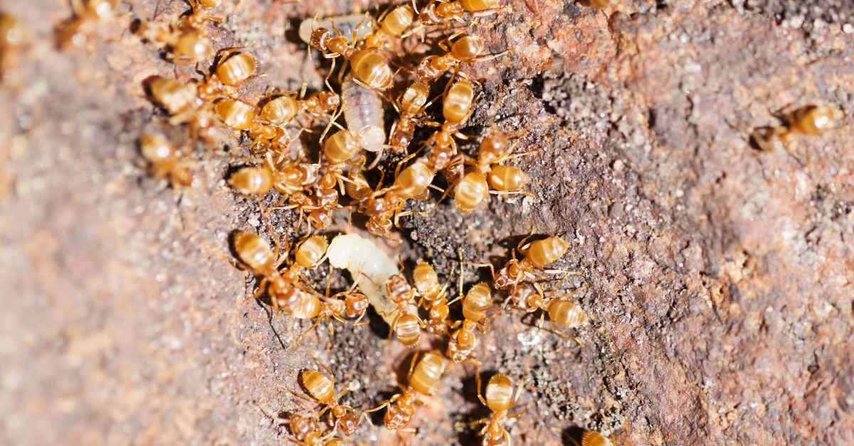 Do Thief Ants Build Nests?