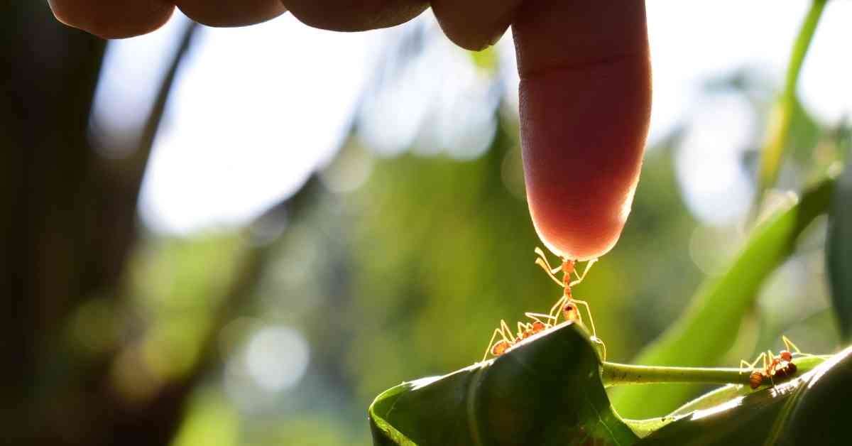 How Are Ants And Humans Alike?