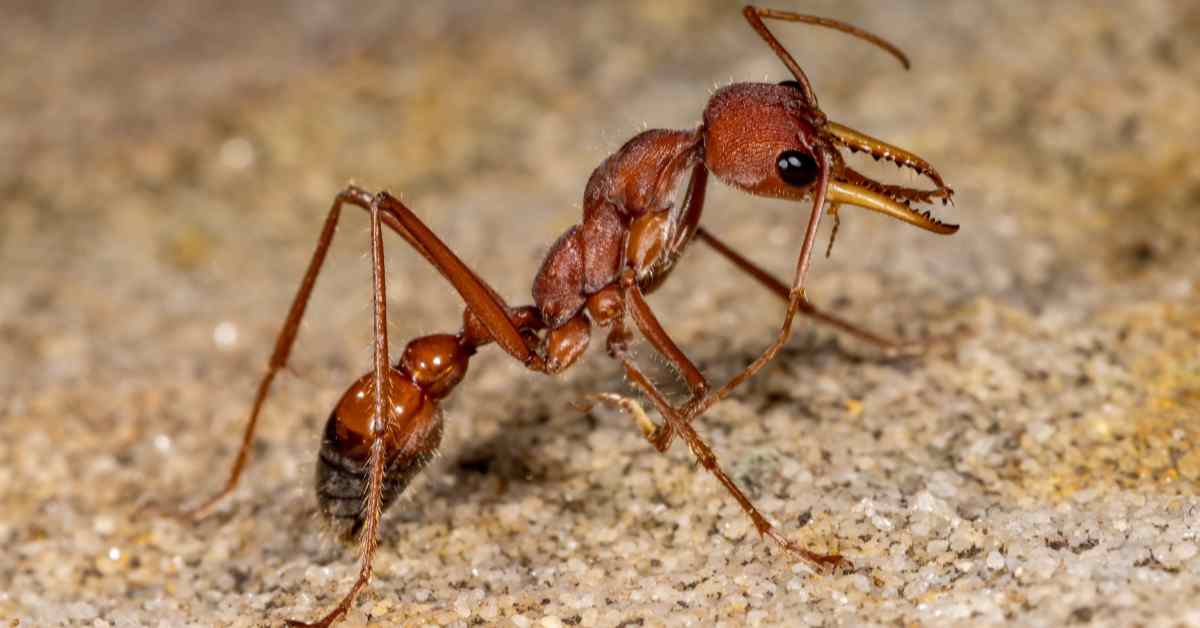 How Long Do Bull Ants Live?