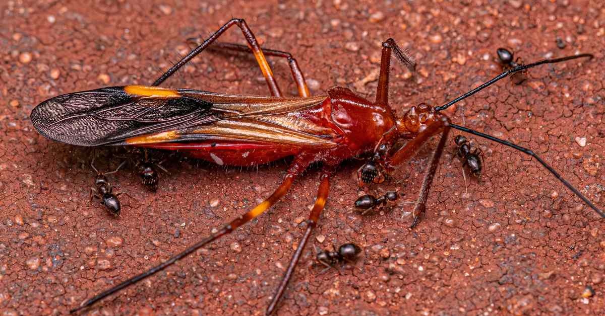 What Do Dark Rover Ants Eat?