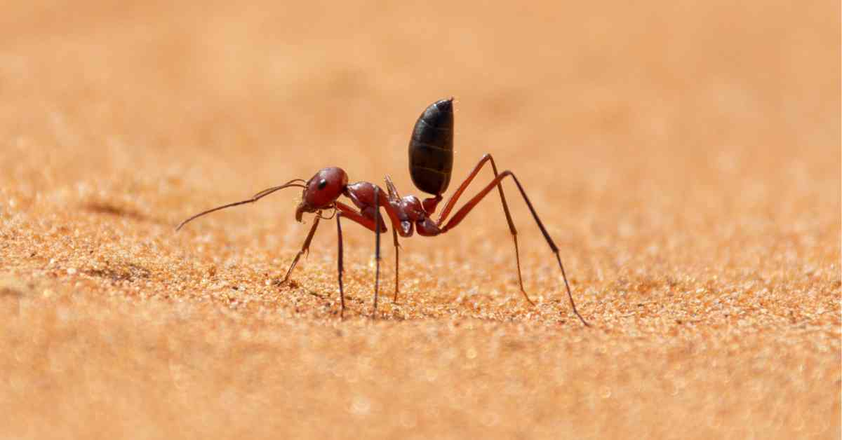 What Do Sahara Desert Ants Eat?