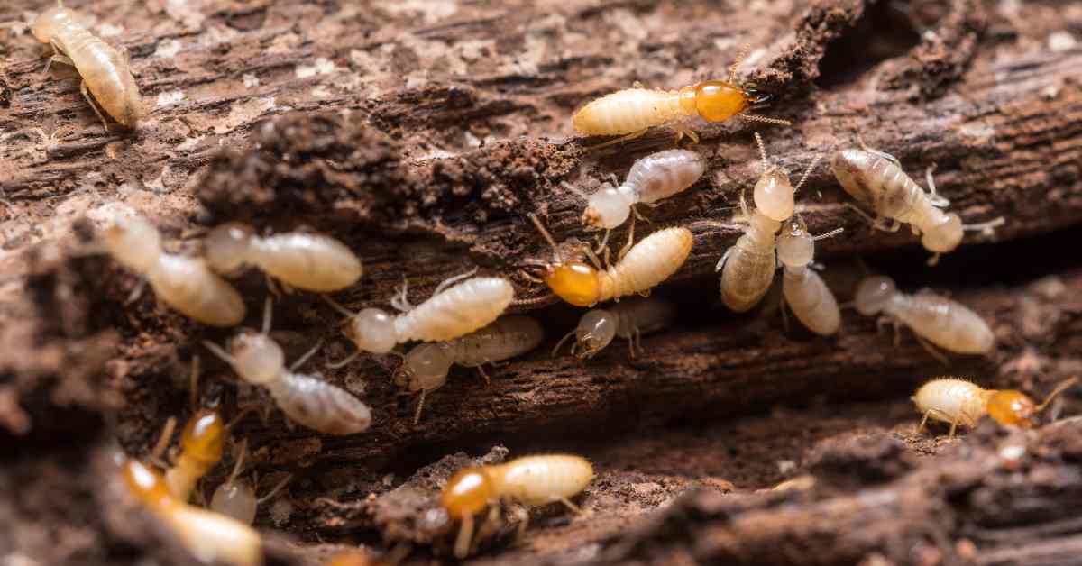 What Should I Do When I Find White Ants?