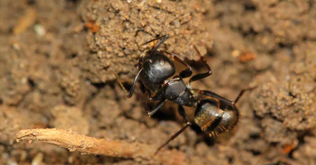 What Size Are Silky Field Ants?