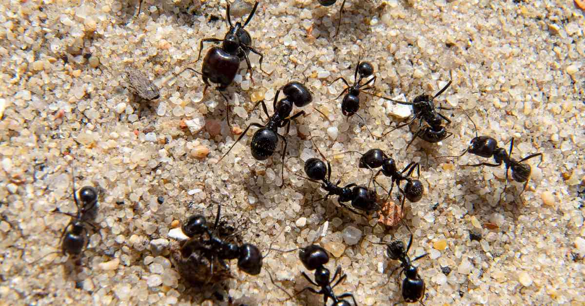 Are Ants Dirty or Clean?