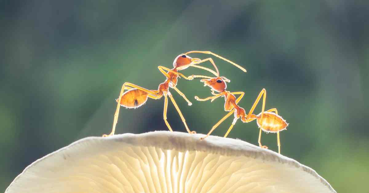 Can Ants Clone Themselves?