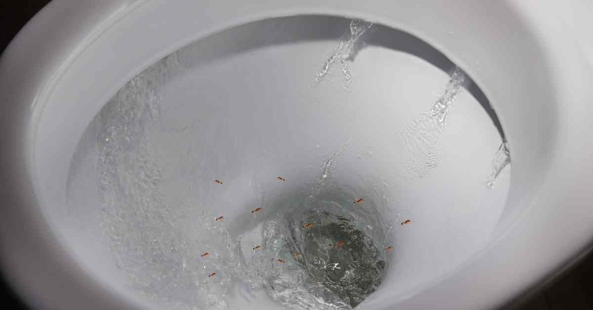 Can Ants Survive Being Flushed Down The Toilet?