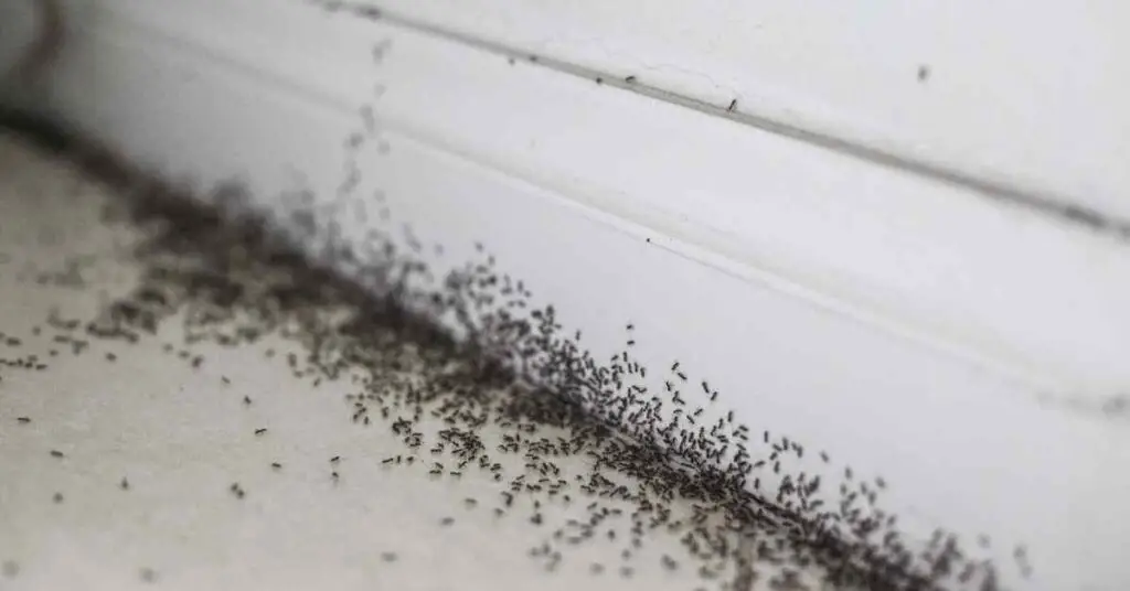 can-you-use-charcoal-to-kill-ants-explained