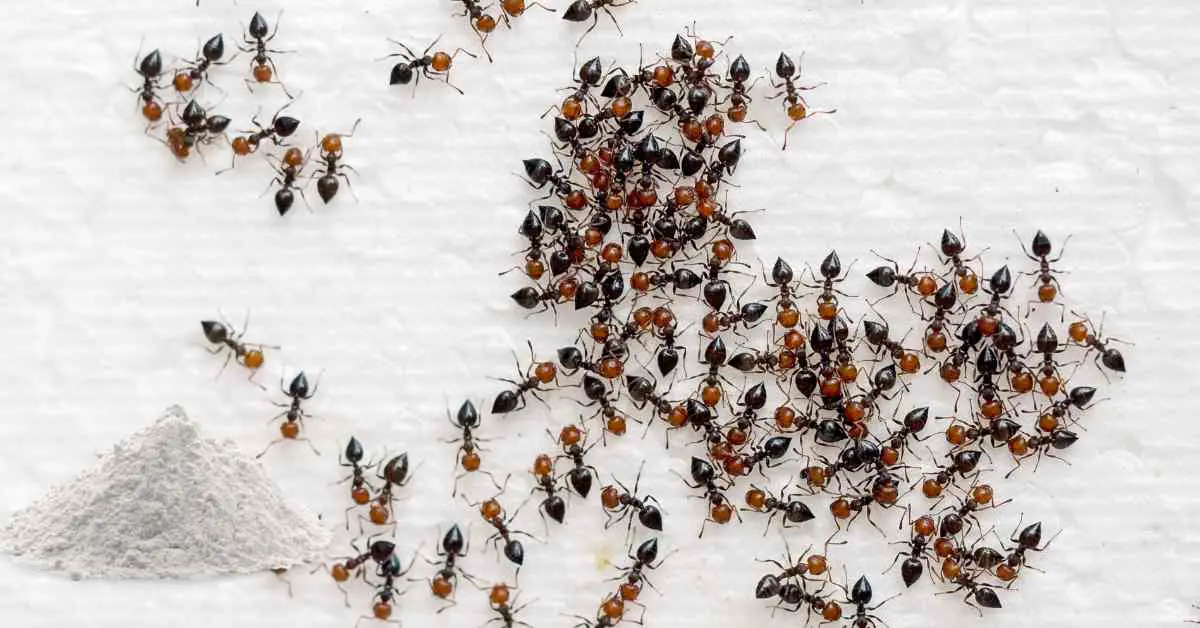 Can You Use Diatomaceous Earth Powder to Kill Ants?