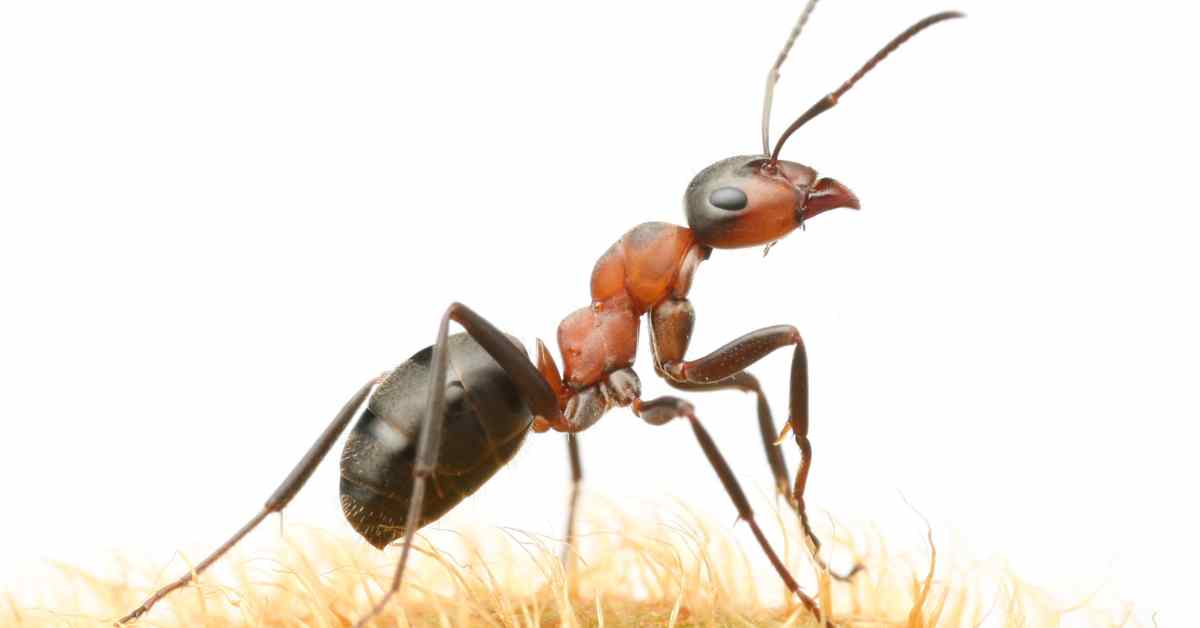 What Do Field Ants Look Like