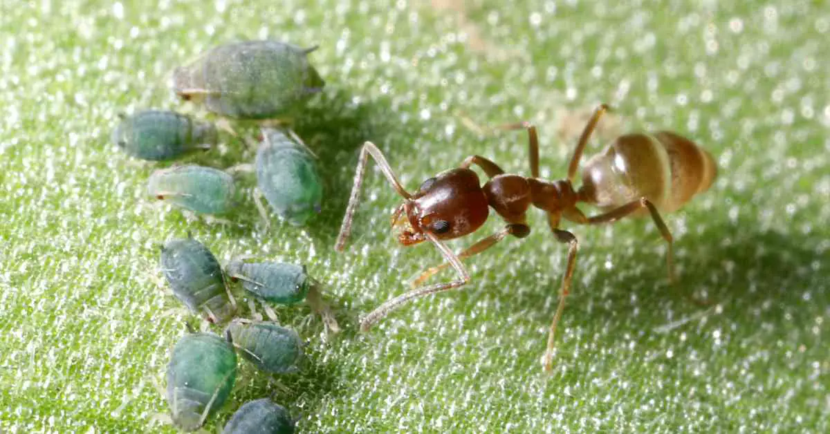 Why Are They Called Acrobat Ants?