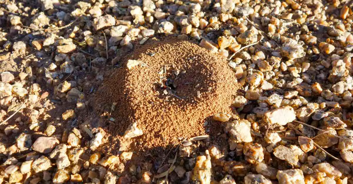 Why Do Ants Dig Up Sand?