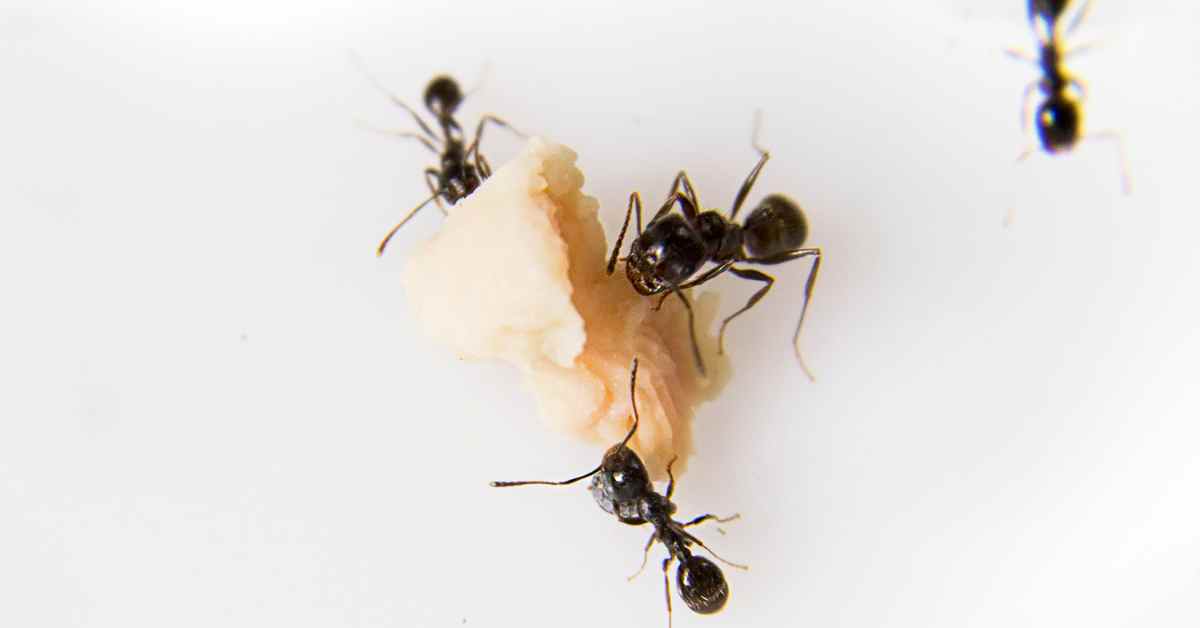Will Ants Eat Margarine?