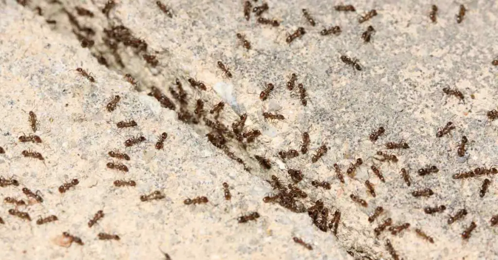 Are Ants Attracted To Air Fresheners? (Explained)