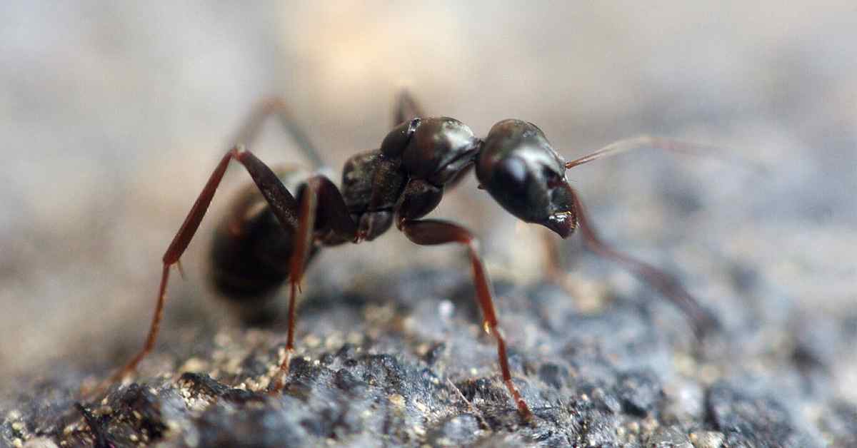 Are Ants Attracted To Boogers?