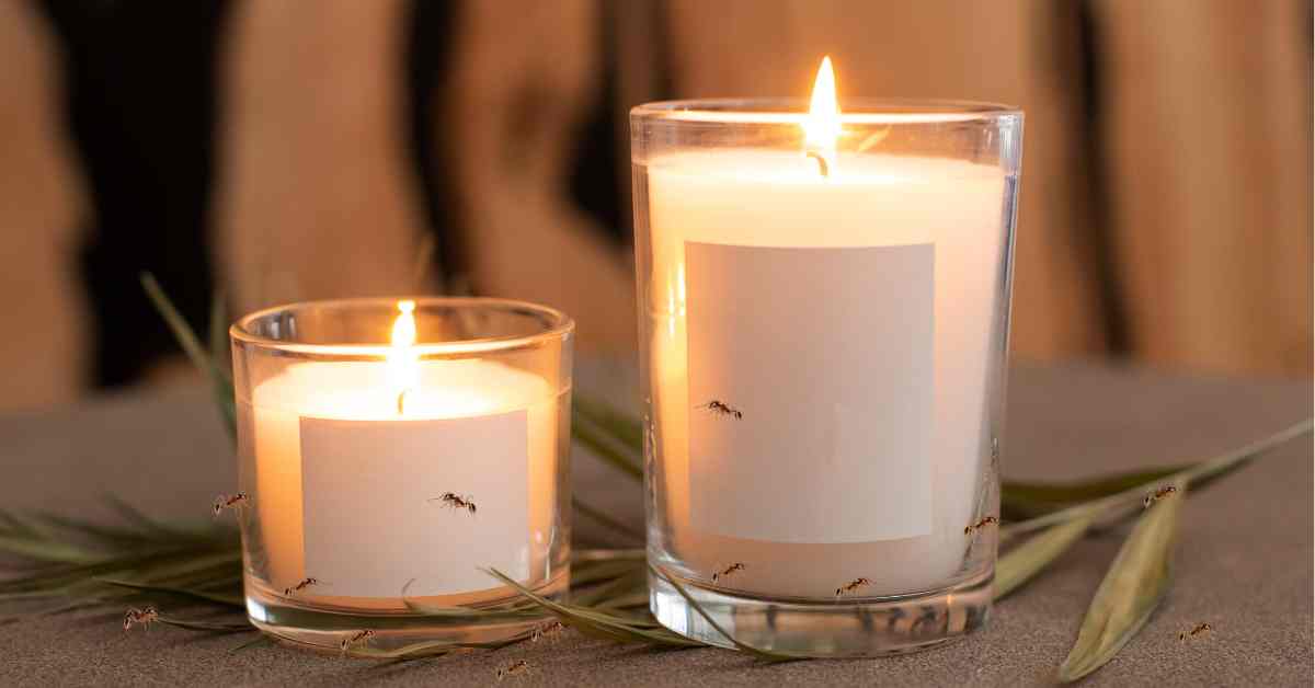 Are Ants Attracted To Candles?