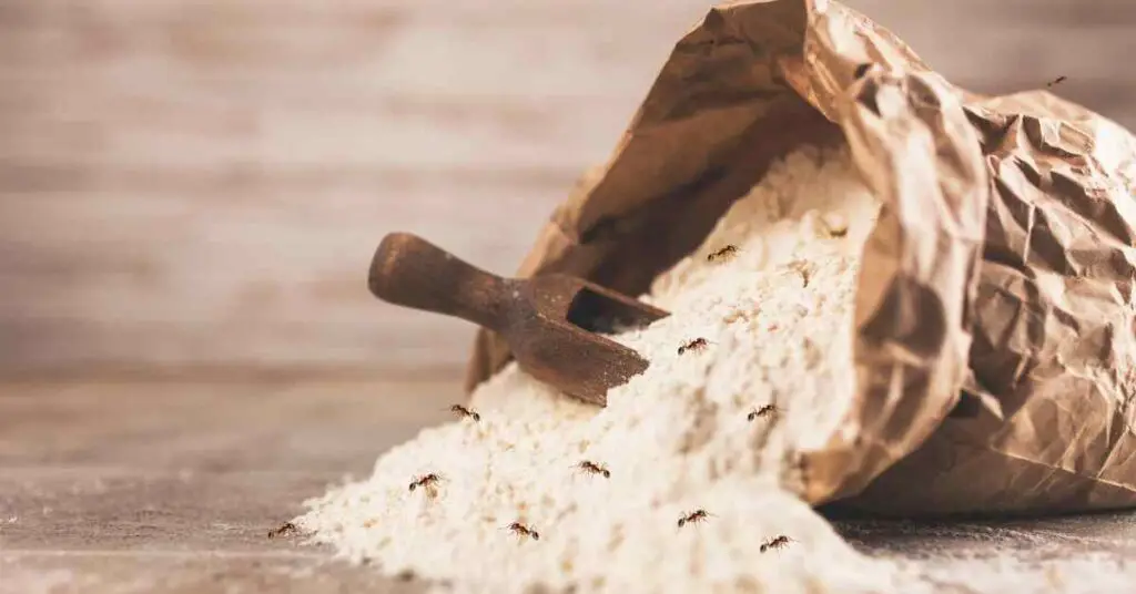 Are Ants Attracted To Flour Explained