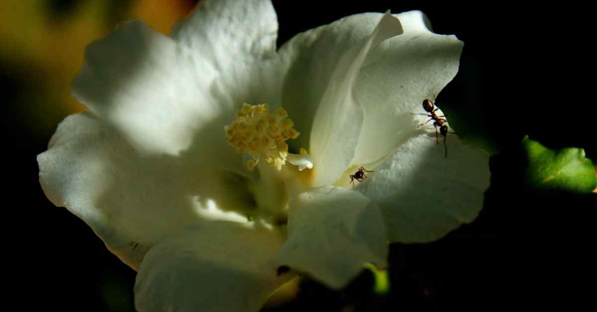 Are Ants Attracted To Flowers?