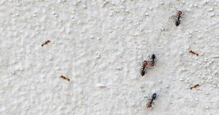 Are Ants Attracted To Fresh Paint? (Explained)