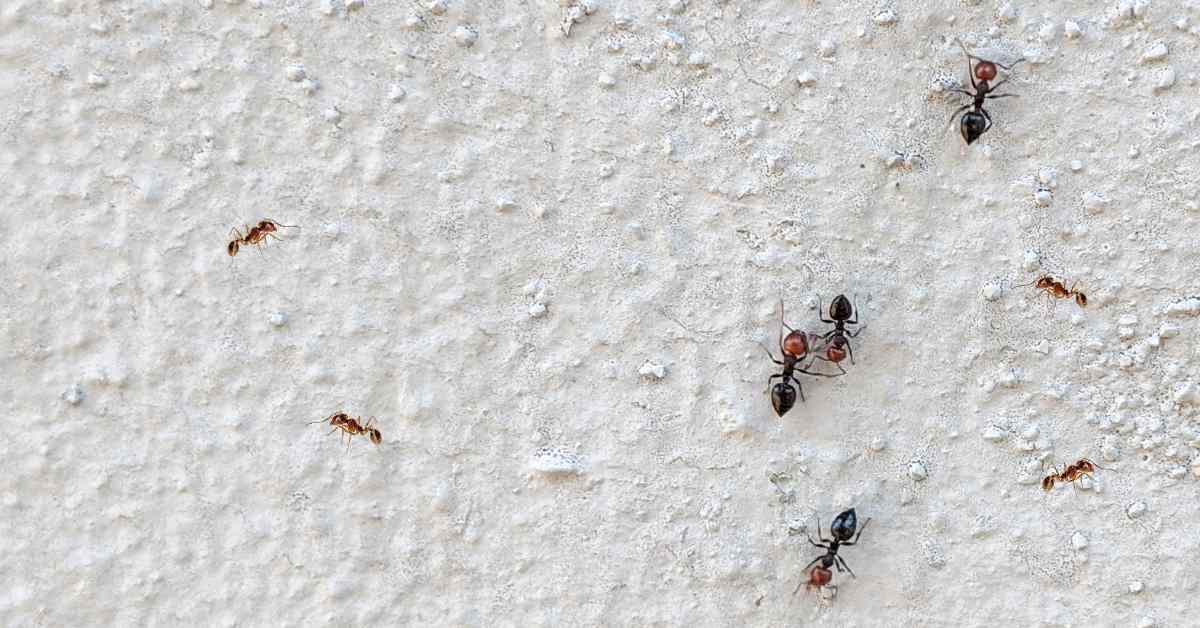 Are Ants Attracted To Fresh Paint?