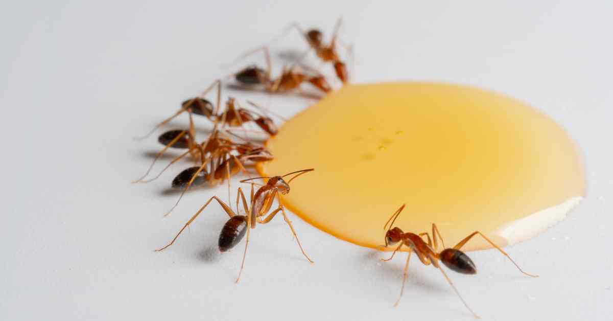 Are Ants Attracted To Yellow?