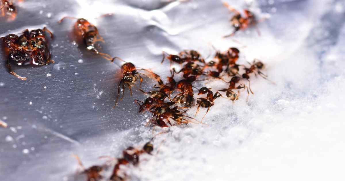 Can You Use Arsenic To Kill Ants?
