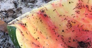 Do Ants Eat Watermelon?