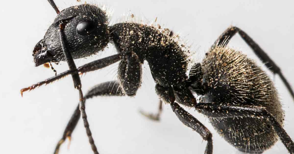 Do Ants Have Muscles?