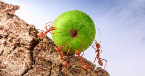 How Many Ants Can Carry a Watermelon?
