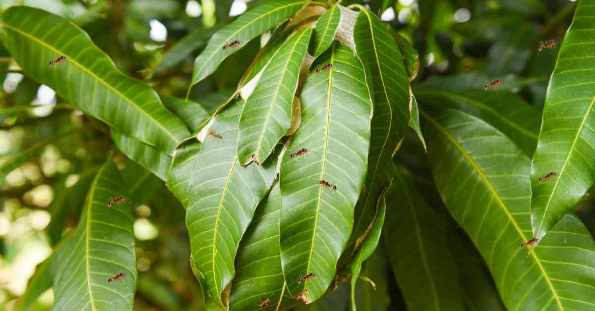 How To Get Rid Of Ants On Mango Tree?