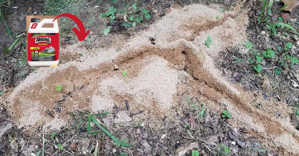 Is Amdro Ant Block Home Perimeter Ant Bait Good?