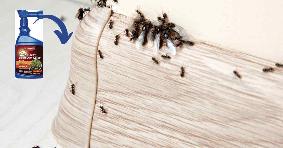 Is Bioadvanced Fire Ant Killer Good?