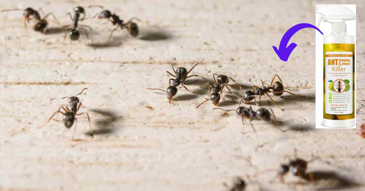Is EcoVenger Ant Killer Good?
