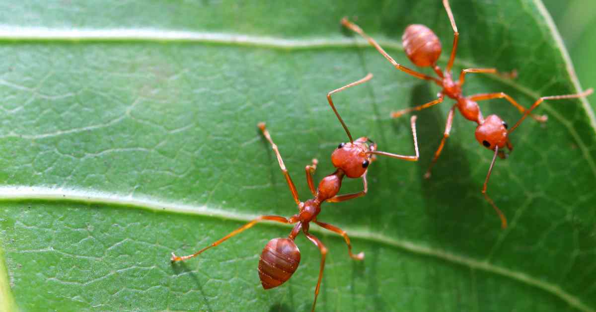 What Do Moisture Ants Look Like?