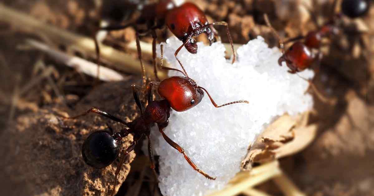 Where Do Sugar Ants Come From?