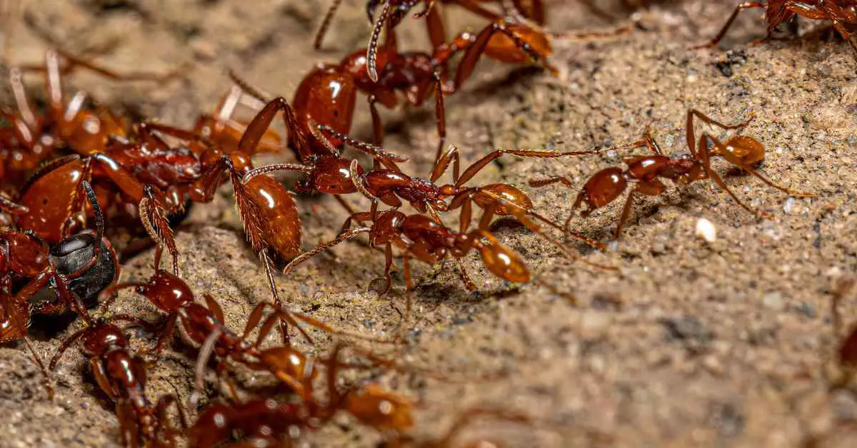 Which Ants Don't Have a Permanent Nest?