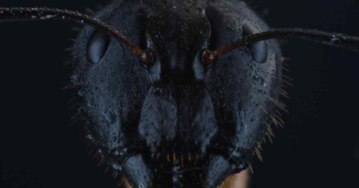 Why Are Ants Faces So Scary?
