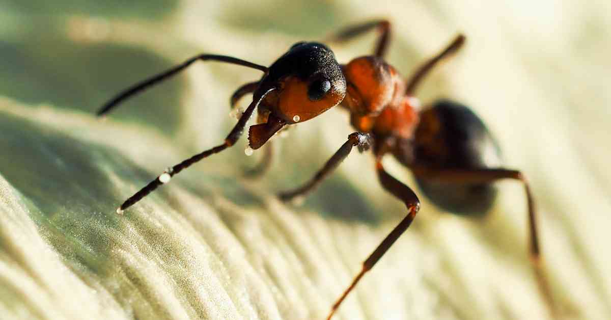 Why Are Ants Hymenoptera?